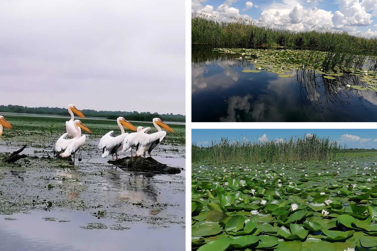 Wonderful pictures in the Danube Delta